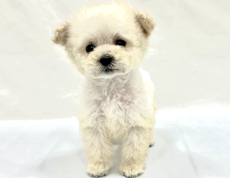 三重県のトイプードル(トイ) (アミーゴ四日市日永店/2025年11月12日生まれ/男の子/ホワイト)の子猫の3枚目の画像