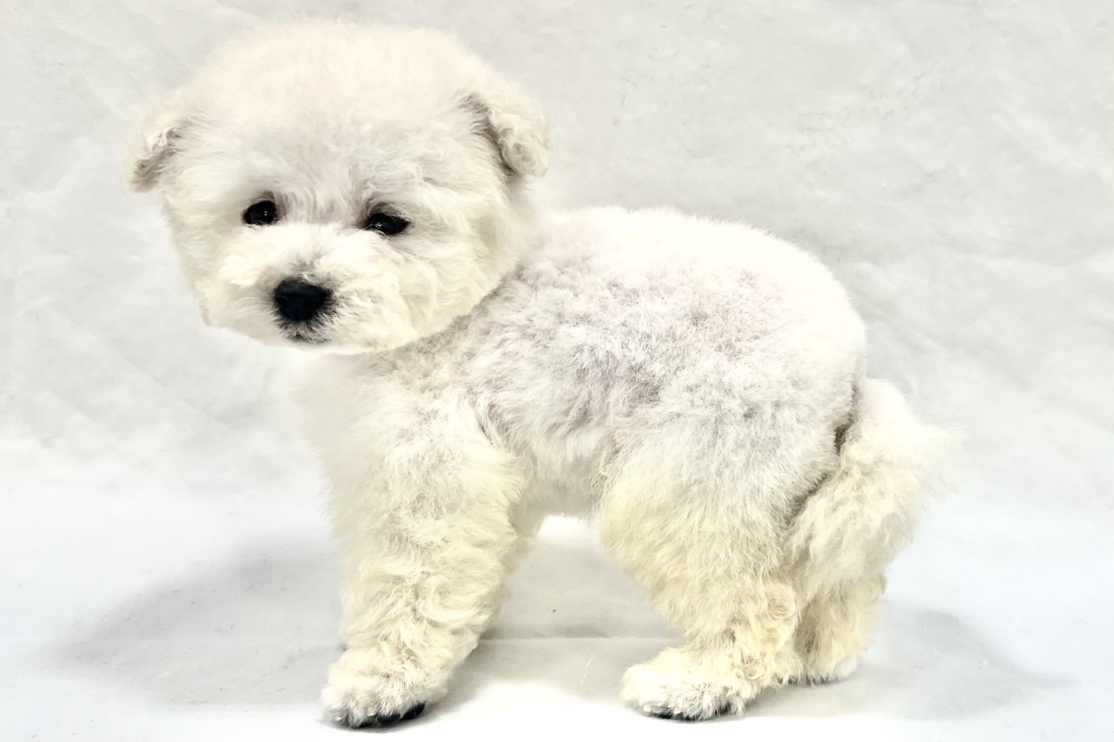 愛知県のトイプードル(トイ) (リソラ大府店/2025年11月12日生まれ/男の子/ホワイト)の子猫の3枚目の画像