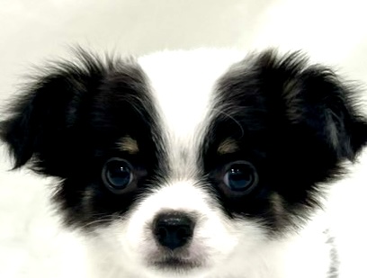 愛知県のチワワ(ロング) (リソラ大府店/2025年11月6日生まれ/男の子/ホワイトブラックタン)の子猫の1枚目の画像