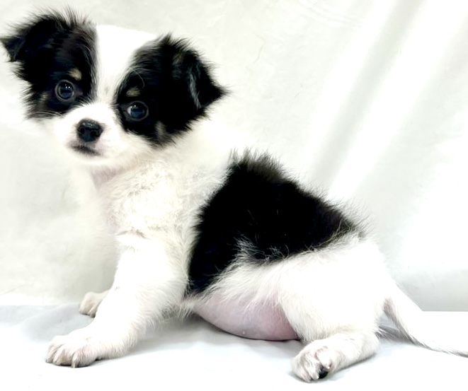 愛知県のチワワ(ロング) (リソラ大府店/2025年11月6日生まれ/男の子/ホワイトブラックタン)の子猫の2枚目の画像