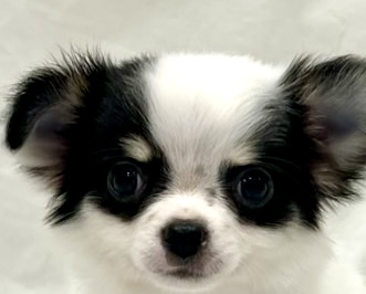 愛知県のチワワ(ロング) (リソラ大府店/2025年11月6日生まれ/男の子/ホワイトブラックタン)の子猫の1枚目の画像