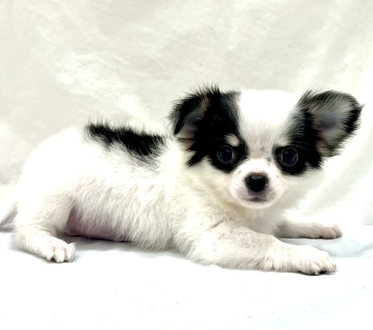 愛知県のチワワ(ロング) (リソラ大府店/2025年11月6日生まれ/男の子/ホワイトブラックタン)の子猫の3枚目の画像