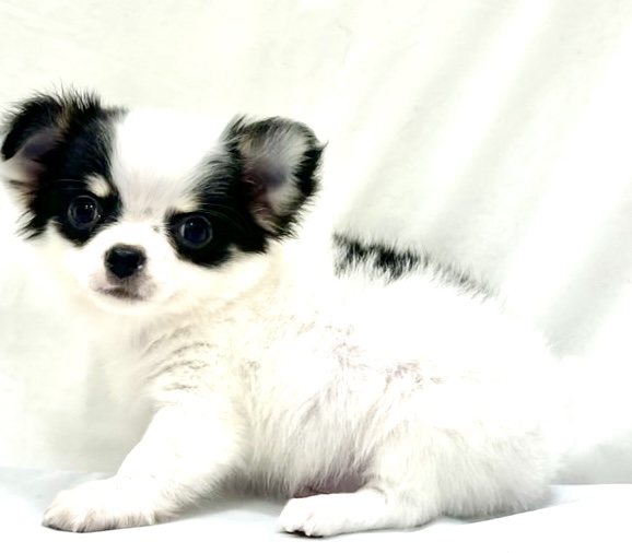 愛知県のチワワ(ロング) (リソラ大府店/2025年11月6日生まれ/男の子/ホワイトブラックタン)の子猫の4枚目の画像