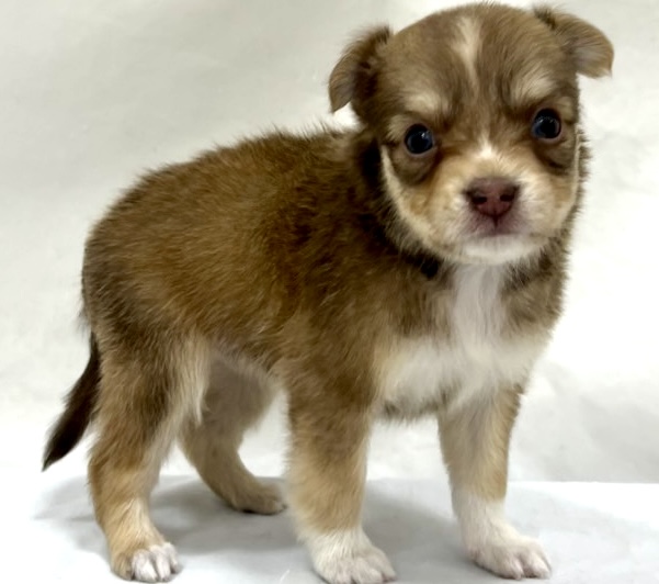 三重県のチワワ(ロング) (アミーゴ四日市日永店/2025年11月12日生まれ/女の子/レッドホワイト)の子猫の2枚目の画像