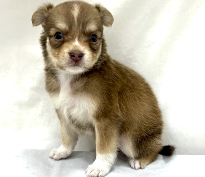 三重県のチワワ(ロング) (アミーゴ四日市日永店/2025年11月12日生まれ/女の子/レッドホワイト)の子猫の3枚目の画像