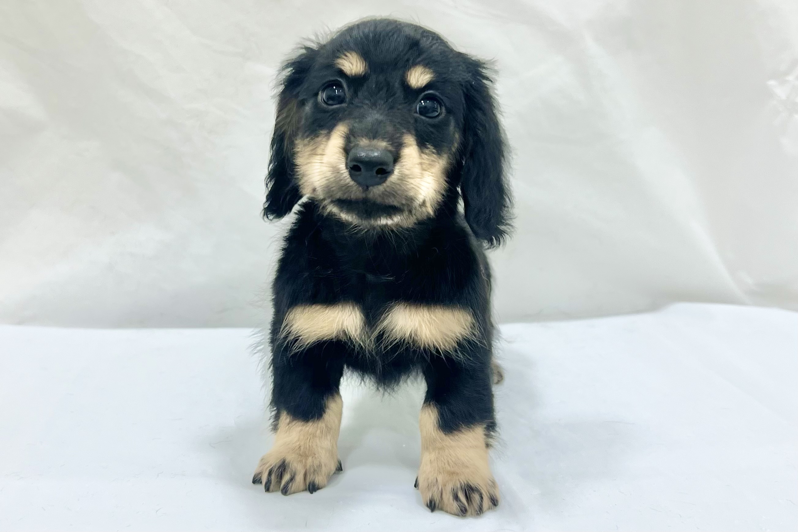 三重県のミニチュアダックスフンド(ロング) (アミーゴ四日市日永店/2025年11月11日生まれ/男の子/ブラックタン)の子猫の2枚目の画像