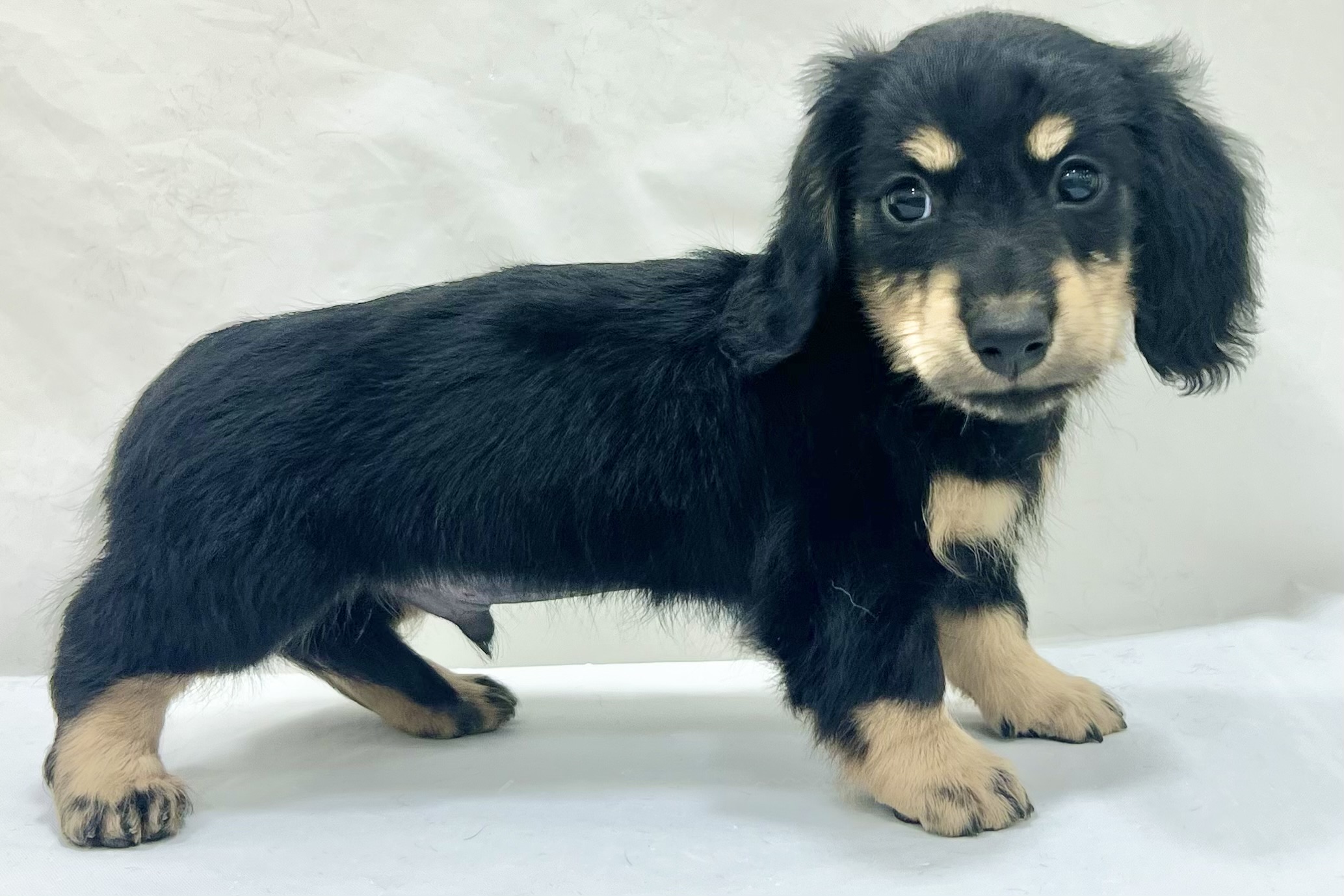 三重県のミニチュアダックスフンド(ロング) (アミーゴ四日市日永店/2025年11月11日生まれ/男の子/ブラックタン)の子猫の3枚目の画像