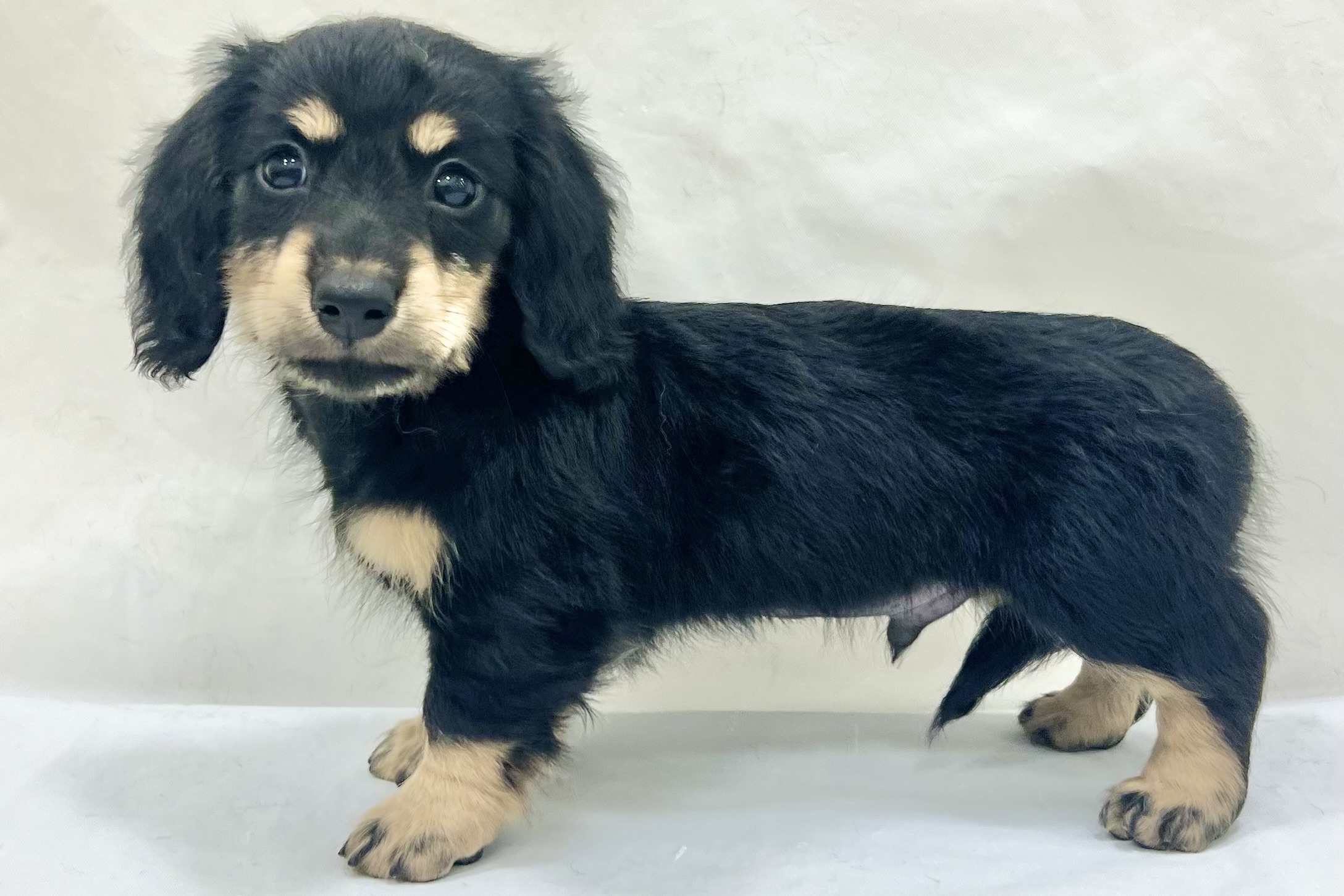 三重県のミニチュアダックスフンド(ロング) (アミーゴ四日市日永店/2025年11月11日生まれ/男の子/ブラックタン)の子猫の4枚目の画像