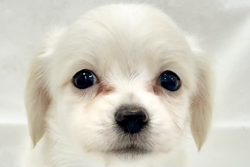 愛知県のチワックス(チワワ×ダックス) (リソラ大府店/2025年11月18日生まれ/男の子/-)の子猫の1枚目の画像