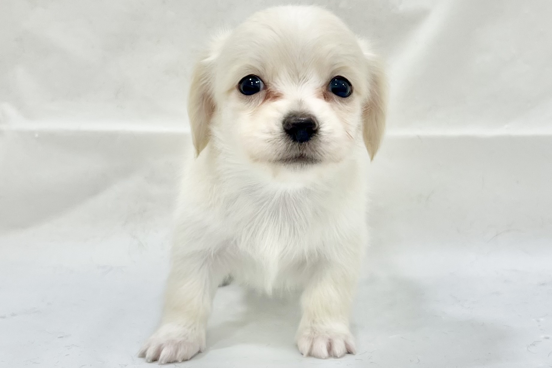 愛知県のチワックス(チワワ×ダックス) (リソラ大府店/2025年11月18日生まれ/男の子/-)の子猫の2枚目の画像