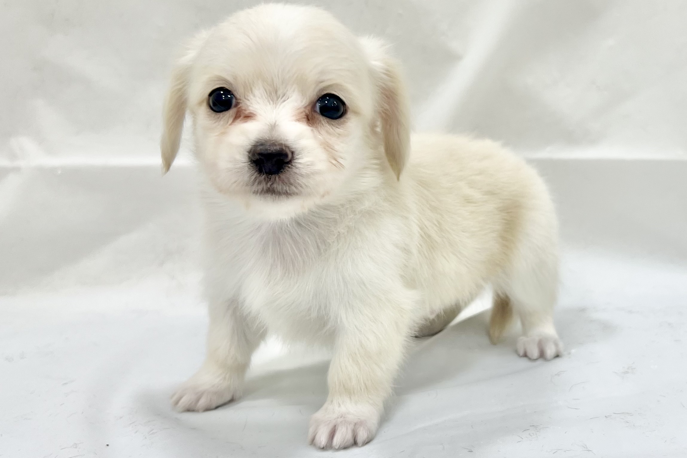 愛知県のチワックス(チワワ×ダックス) (リソラ大府店/2025年11月18日生まれ/男の子/-)の子猫の3枚目の画像