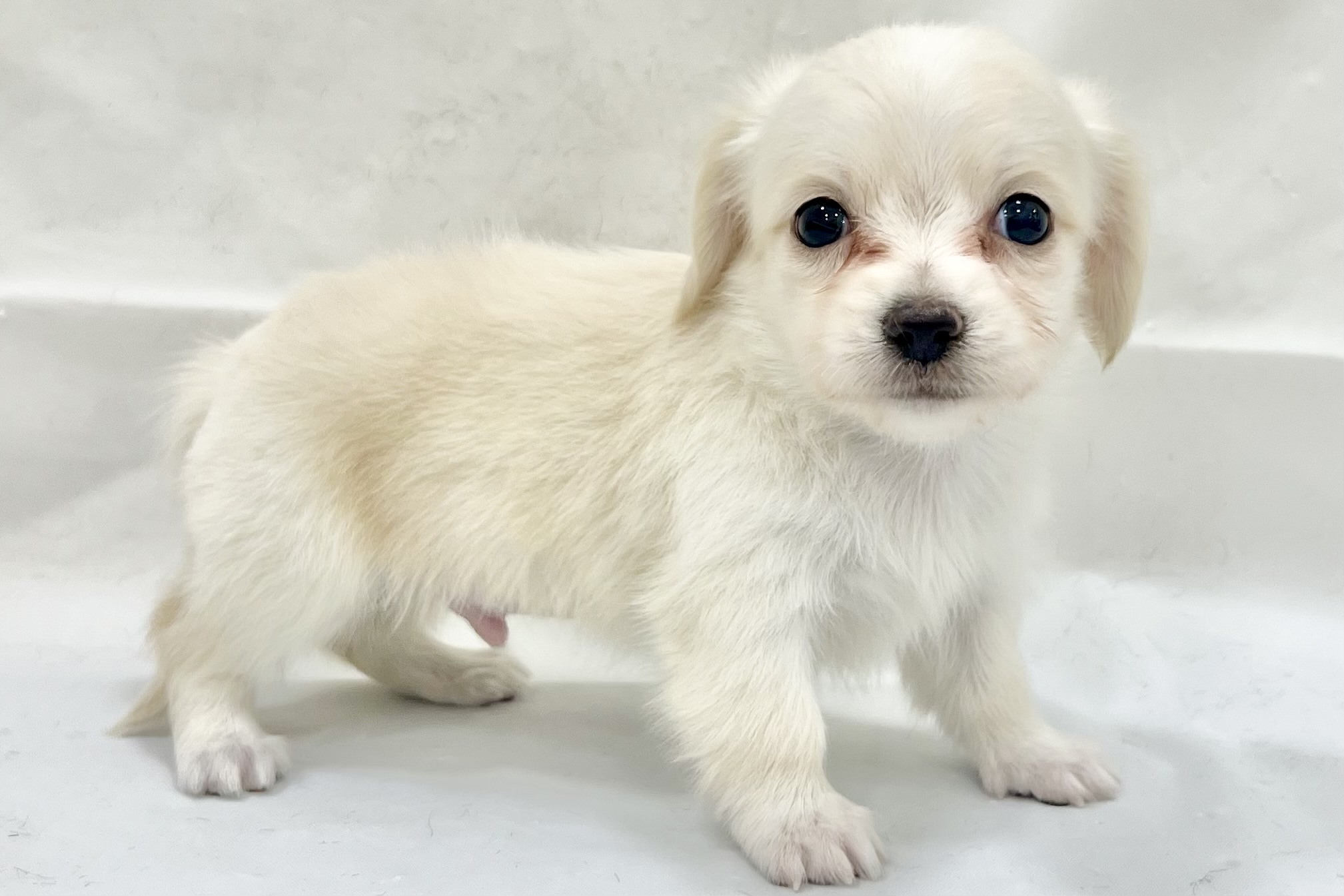 愛知県のチワックス(チワワ×ダックス) (リソラ大府店/2025年11月18日生まれ/男の子/-)の子猫の4枚目の画像