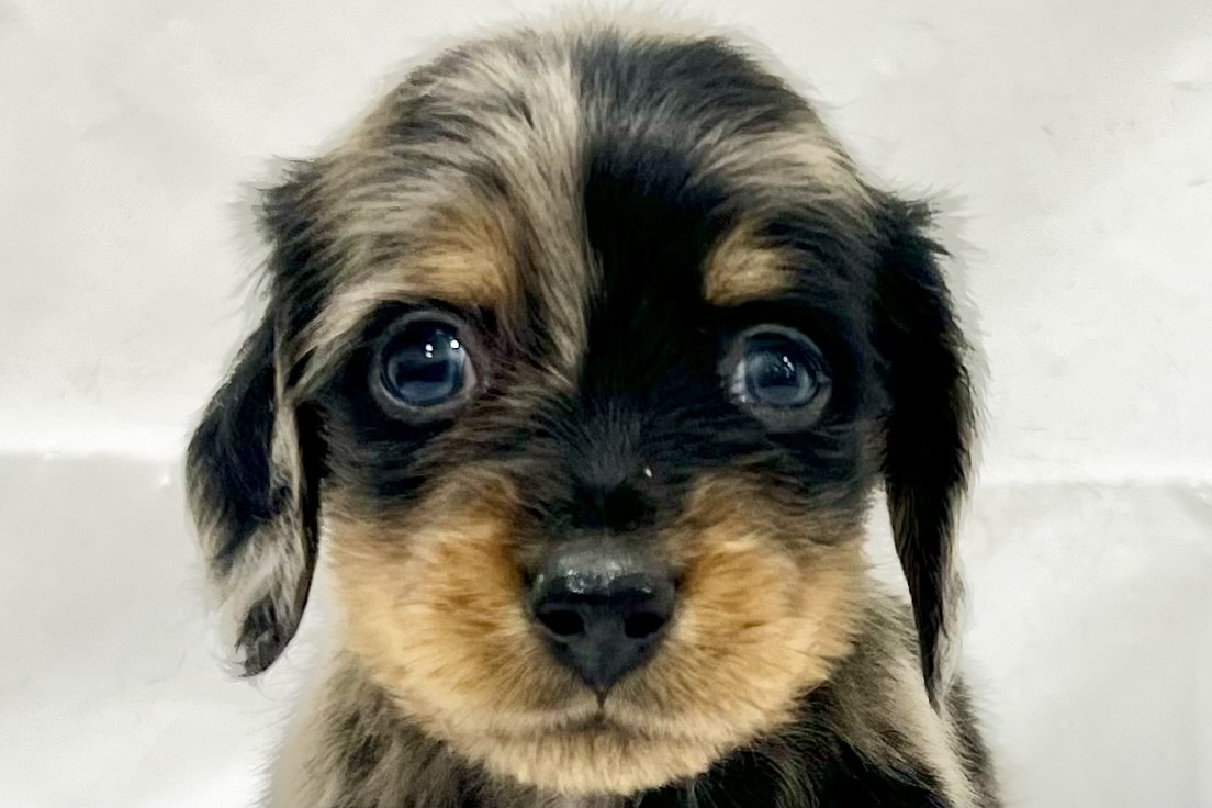 愛知県のミニチュアダックスフンド(ロング) (リソラ大府店/2025年11月19日生まれ/男の子/シルバーダップル)の子猫の1枚目の画像