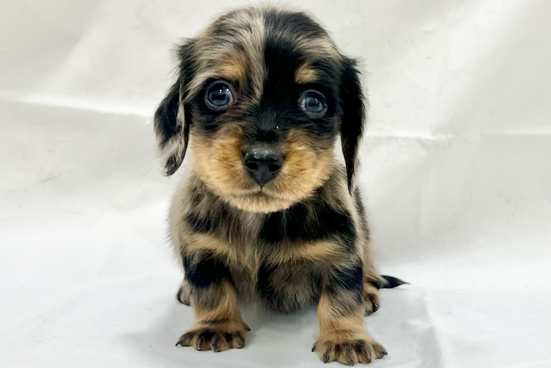 愛知県のミニチュアダックスフンド(ロング) (リソラ大府店/2025年11月19日生まれ/男の子/シルバーダップル)の子猫の2枚目の画像