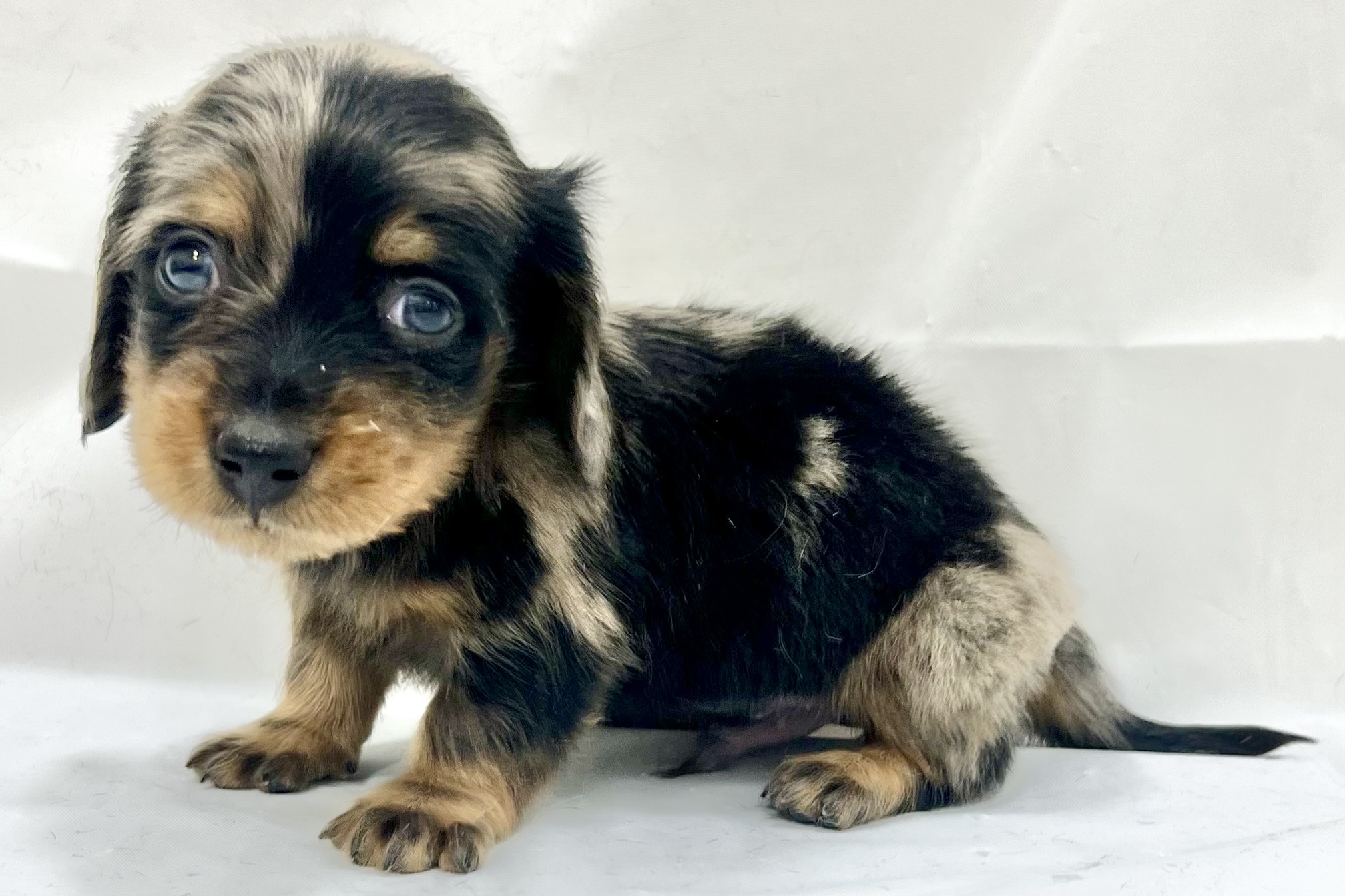 愛知県のミニチュアダックスフンド(ロング) (リソラ大府店/2025年11月19日生まれ/男の子/シルバーダップル)の子猫の3枚目の画像