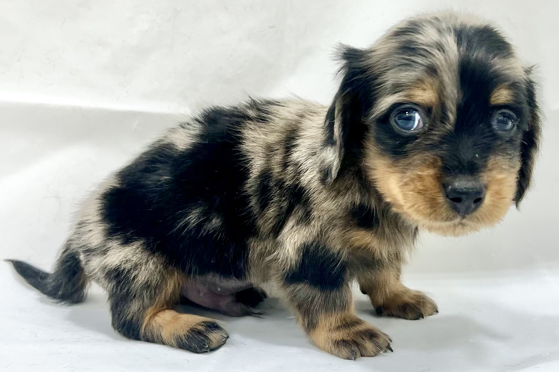 愛知県のミニチュアダックスフンド(ロング) (リソラ大府店/2025年11月19日生まれ/男の子/シルバーダップル)の子猫の4枚目の画像