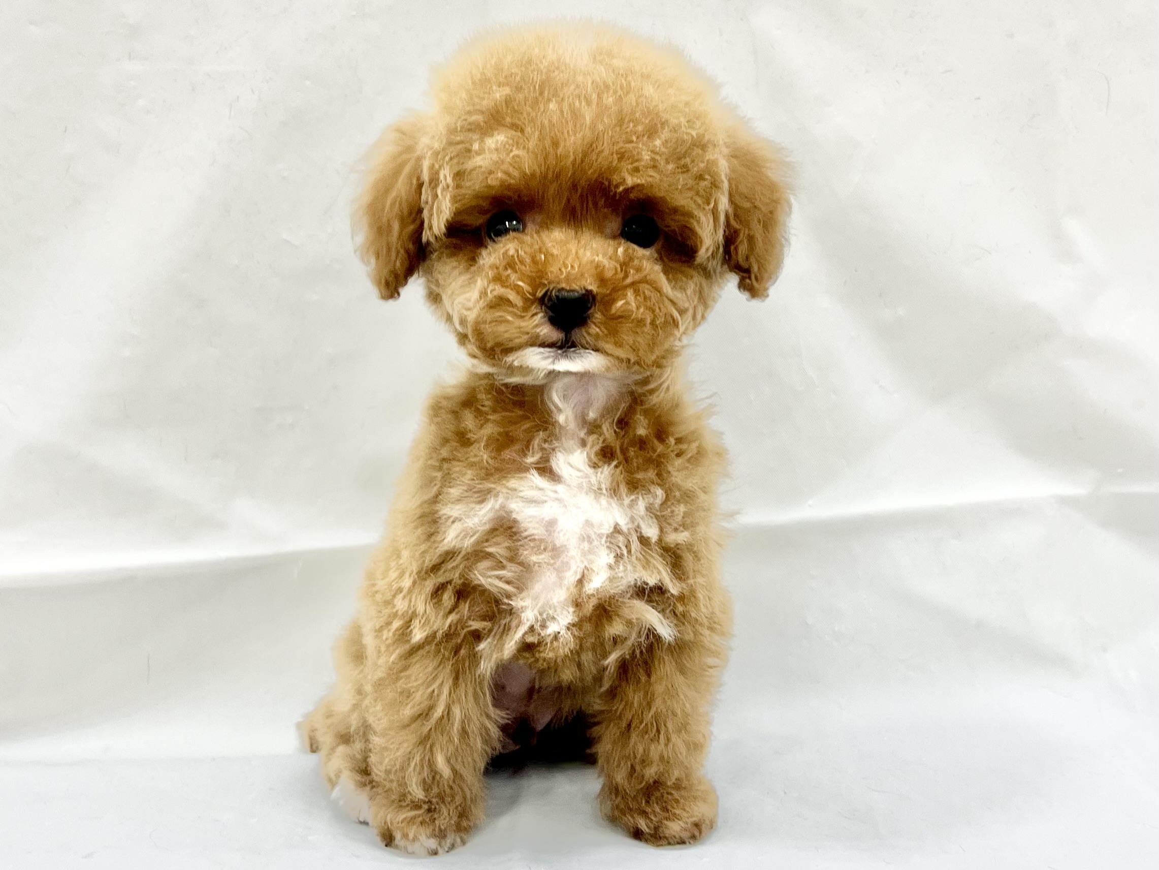 愛知県のトイプードル(トイ) (リソラ大府店/2025年11月17日生まれ/男の子/レッドホワイト)の子猫の2枚目の画像