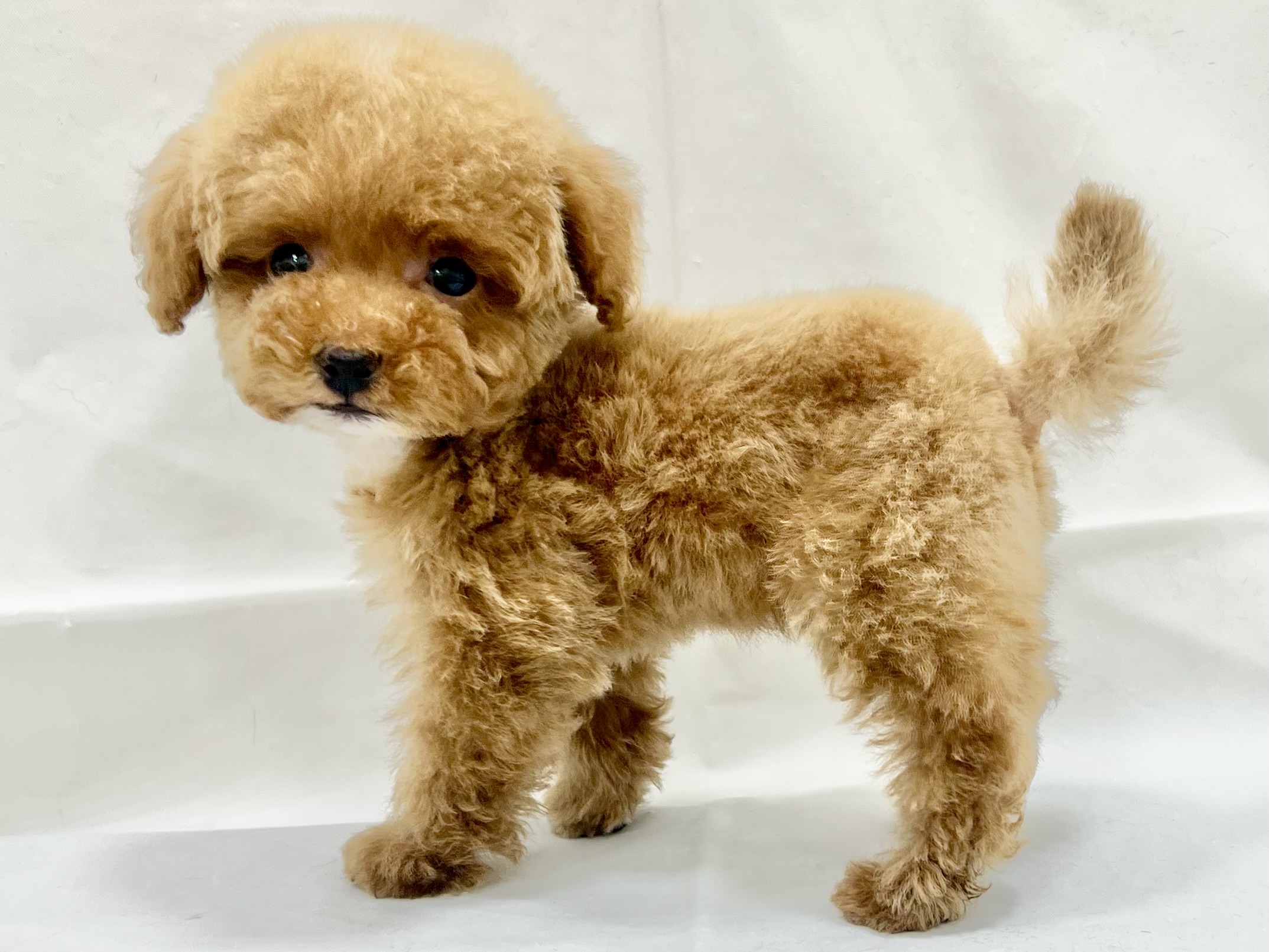 愛知県のトイプードル(トイ) (リソラ大府店/2025年11月17日生まれ/男の子/レッドホワイト)の子猫の3枚目の画像