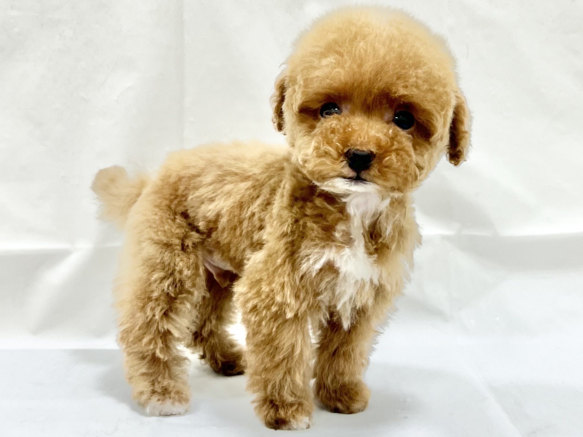 愛知県のトイプードル(トイ) (リソラ大府店/2025年11月17日生まれ/男の子/レッドホワイト)の子猫の4枚目の画像