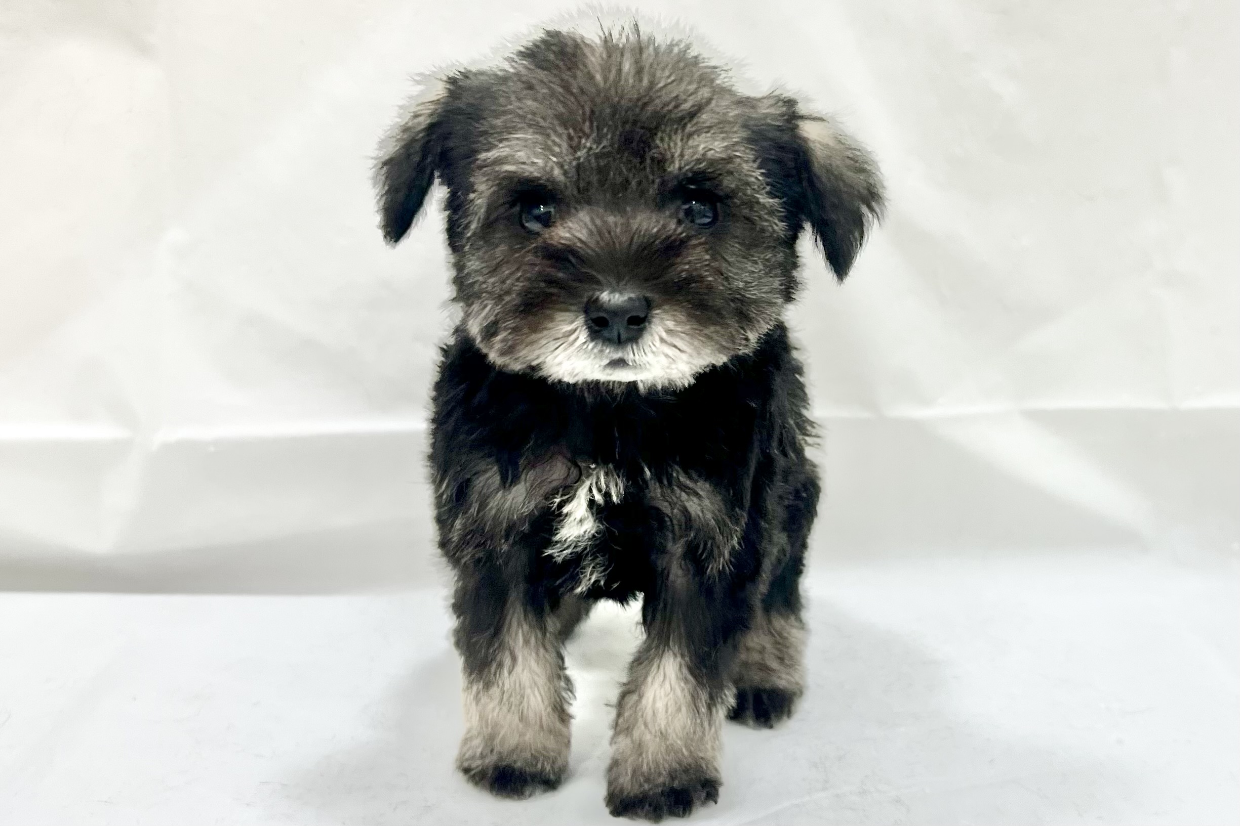 愛知県のミニチュアシュナウザー (リソラ大府店/2025年11月19日生まれ/女の子/ソルトペッパー)の子猫の2枚目の画像