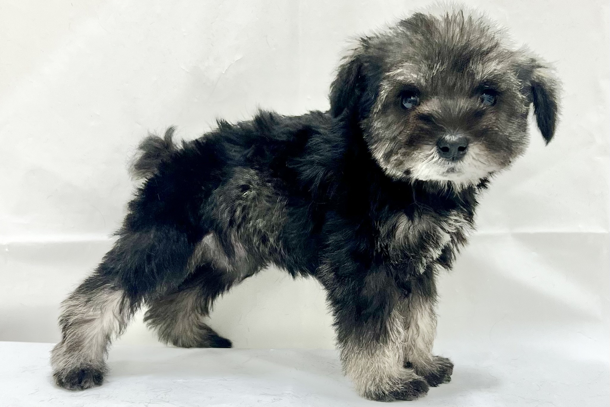 愛知県のミニチュアシュナウザー (リソラ大府店/2025年11月19日生まれ/女の子/ソルトペッパー)の子猫の3枚目の画像