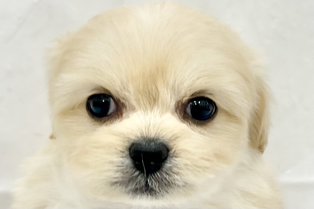 愛知県のペキプー(ペキニーズ×プードル) (リソラ大府店/2025年11月19日生まれ/女の子/-)の子猫の1枚目の画像