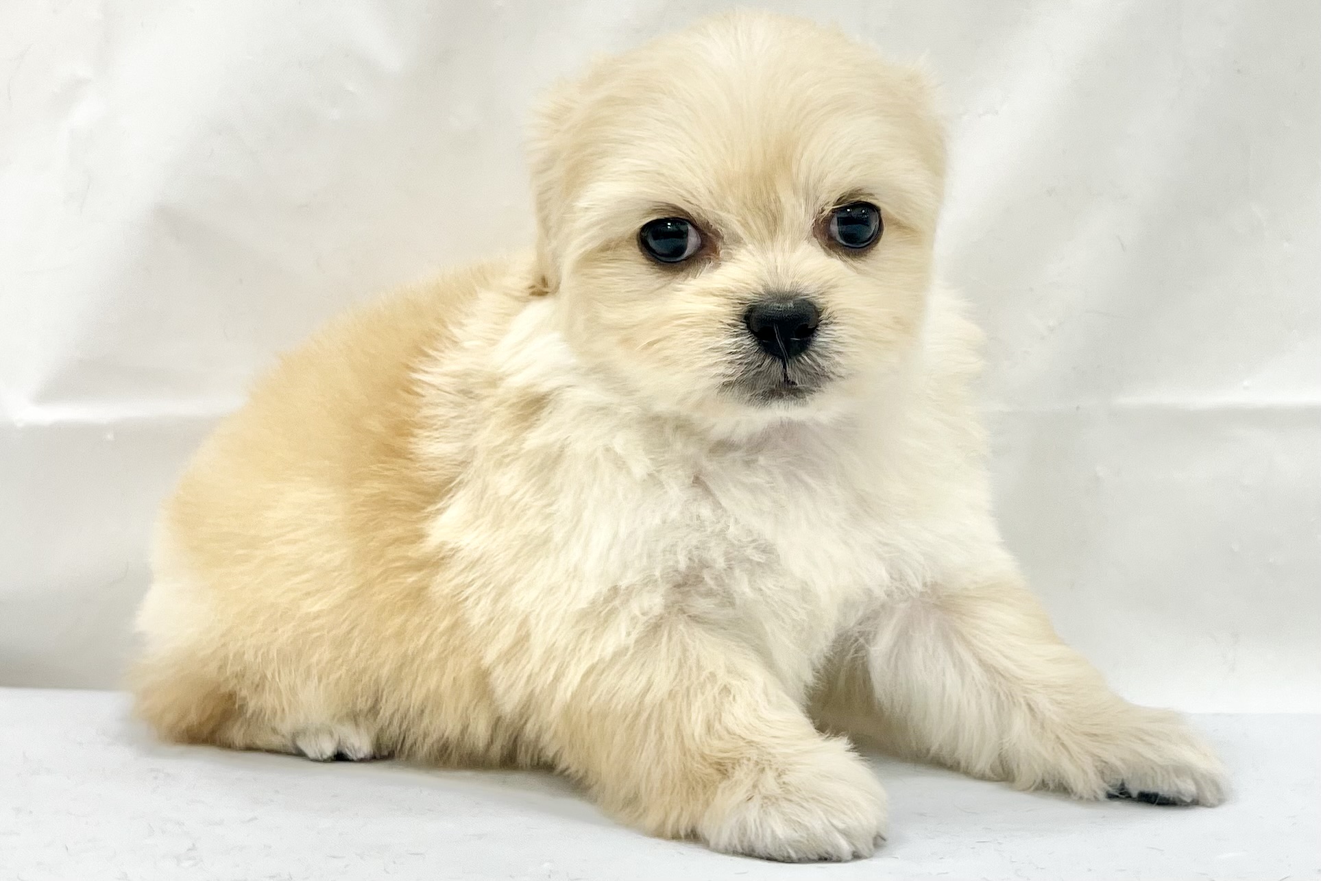 愛知県のペキプー(ペキニーズ×プードル) (リソラ大府店/2025年11月19日生まれ/女の子/-)の子猫の3枚目の画像