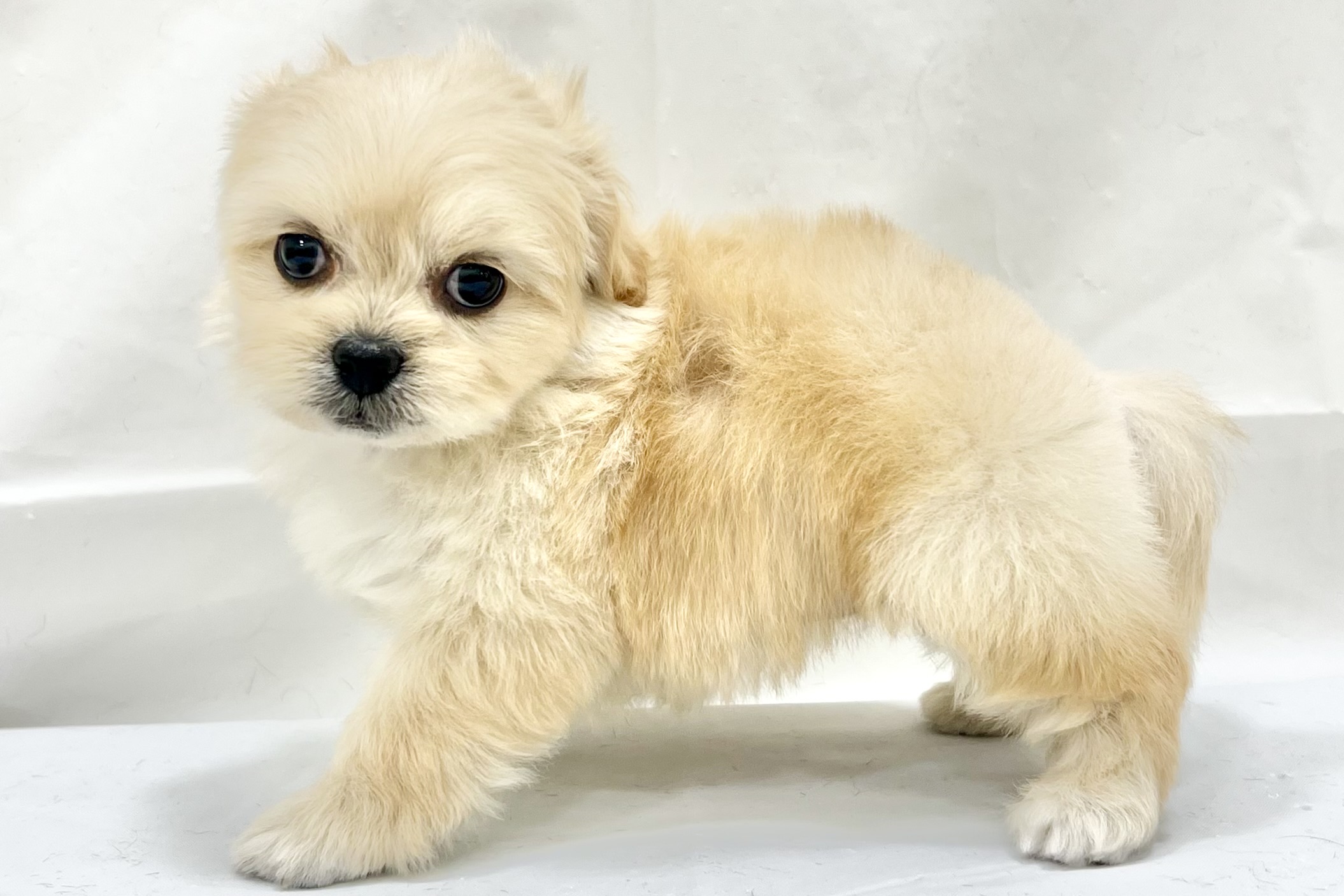 愛知県のペキプー(ペキニーズ×プードル) (リソラ大府店/2025年11月19日生まれ/女の子/-)の子猫の4枚目の画像