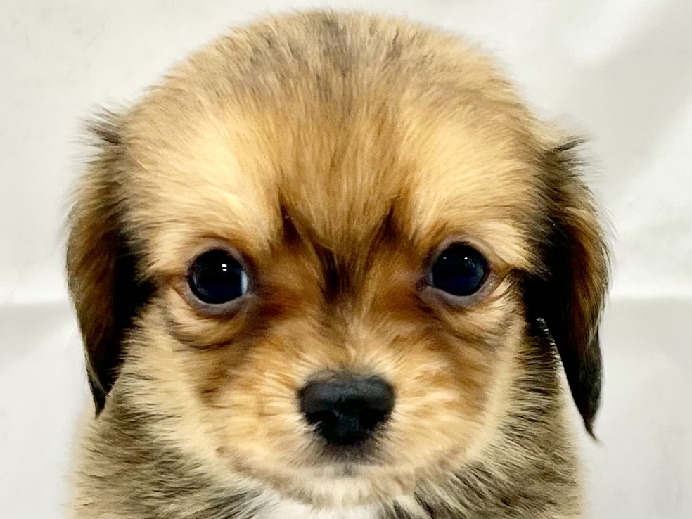 愛知県のチワックス(チワワ×ダックス) (リソラ大府店/2025年11月18日生まれ/男の子/-)の子猫の1枚目の画像