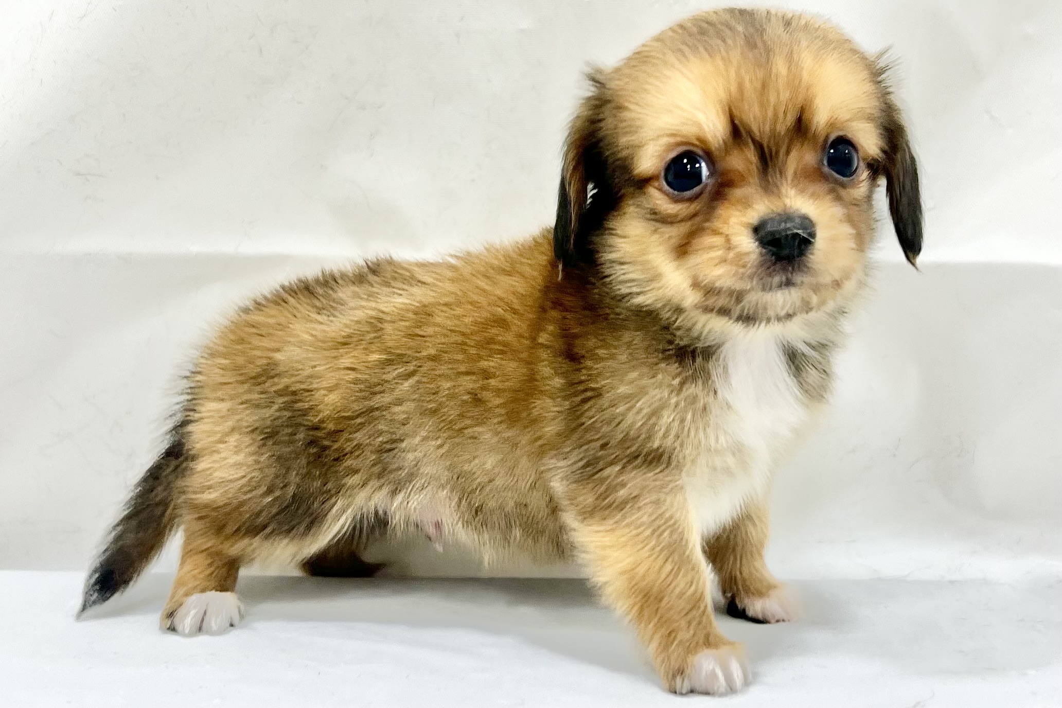 愛知県のチワックス(チワワ×ダックス) (リソラ大府店/2025年11月18日生まれ/男の子/-)の子猫の4枚目の画像